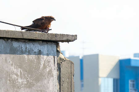 Urban Wildlife Concept: Black Kite (Milvus Migrans) Eating a Pigeon on the Concrete Rooftop in the City.の写真素材