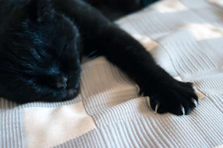 Black Cat Sleeping on a Plaid Blanket, One Paw with Claws Out.の写真素材