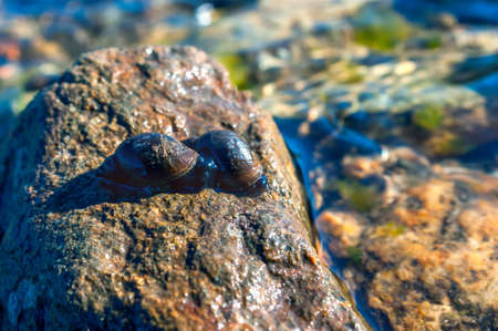 Two Great Pond Snails (Lymnaea Stagnalis) on the Wet Stone on a Summer Afternoon.の写真素材