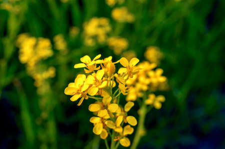 Yellow Flowering Celandines or Chelidonium Majus on a Colorful Meadow on a Summer Day.の写真素材