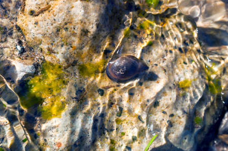Top-down view of a Great Pond Snail (Lymnaea Stagnalis) crawling on a Submerged Stone on a Summer Day.の写真素材
