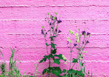 Violet Flowers of European Columbine (Aquilegia Vulgaris), and Grass Growing By the Pink Wall with Horizontal Seams.の写真素材