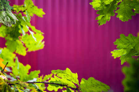 Green Oak Tree Leaves in Sunlight on Striped Magenta Background.の写真素材