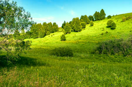Sunny Spots on Grassy Hillsides with Birch Trees on a Summer Day.の写真素材
