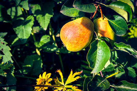 Close-Up View of a Ripe Pears Hanging on the Branch in the Garden with a Yellow Coneflowers.の写真素材