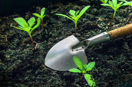 Small Gardening Shovel and Green Sprouts of Marigolds, Tagetes. Hard Work to Grow Your Business Concept.の写真素材