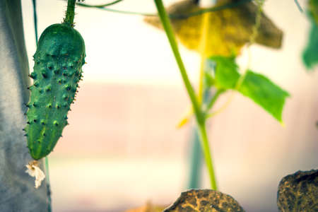Cucumber Fruit with Flower, Stems and Leaves in Greenhouse.の写真素材