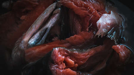 Salmon Head and Frame in a Metal Pan before Boiling. Preparing Salmon Fish Head Soup.