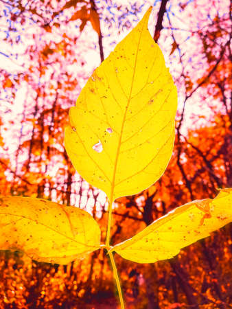 Bright Yellow Leaves with Holes on Blurred Background of Orange and Pink Trees. Change of Seasons,...