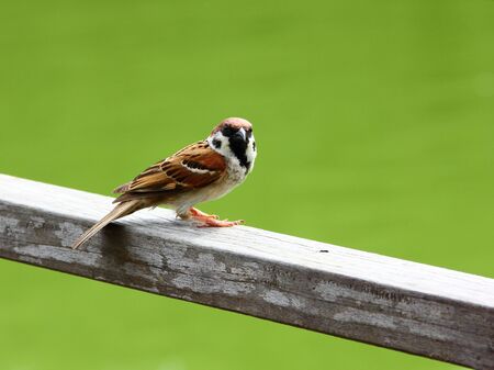 A lone Eurasian Tree Sparrow   Passer montanus   perched on a railing, looking towards the cameraの写真素材