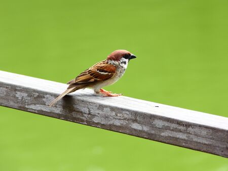 A lone Eurasian Tree Sparrow   Passer montanus   perched on a railingの写真素材