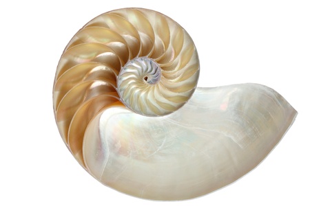 The inside of a Chambered Nautilus (Nautilus pompilius) shell, showing the mother-of-pearl