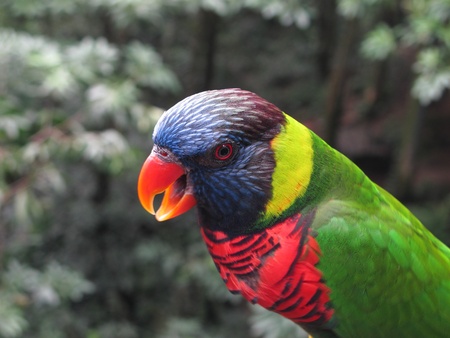 A Lory perched on a branch, peeking out of the leavesの写真素材