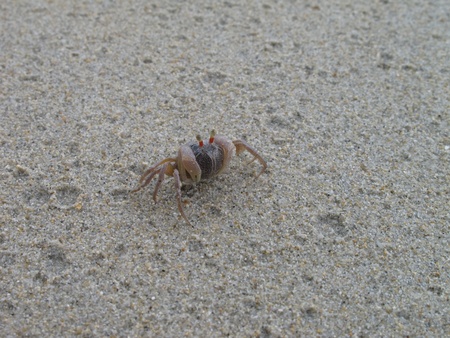 A sand bubbler crab on a sandy beach