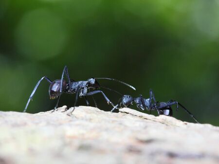 Black ants fighting each otherの写真素材