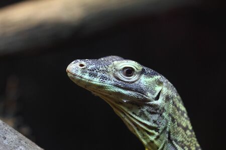 Close up of a juvenile Komodo dragon (Varanus komodoensis)の写真素材