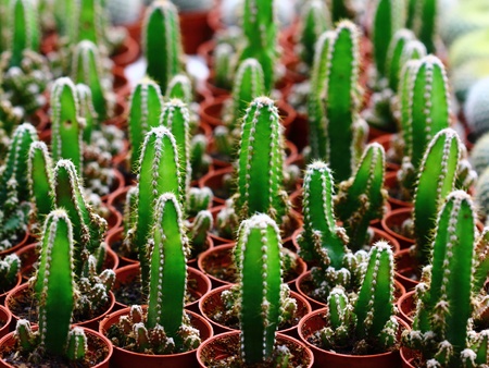 Pots of green cacti ready to be sold