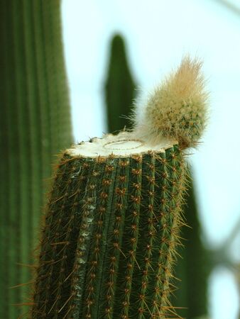 New shoot growing out from a cut cactus stemの写真素材