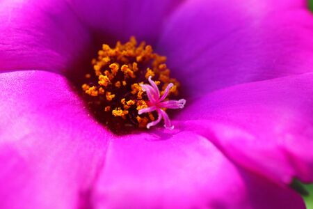 Flower-like structure in a flowerの写真素材
