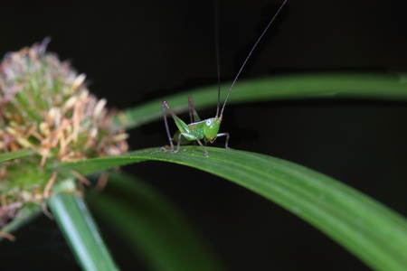 Grasshopper on leaf blade facing towards the cameraの写真素材