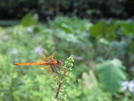 A dragonfly resting on a floret. In this picture; the wings of the dragonfly are in focus.の写真素材