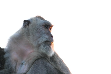 A Long-tailed Macaque  Macaca fascicularis  looking out into the horizon  Side view  Isolated on white の写真素材