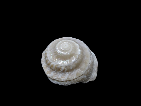 A spiral sea shell isolated on a black background の写真素材