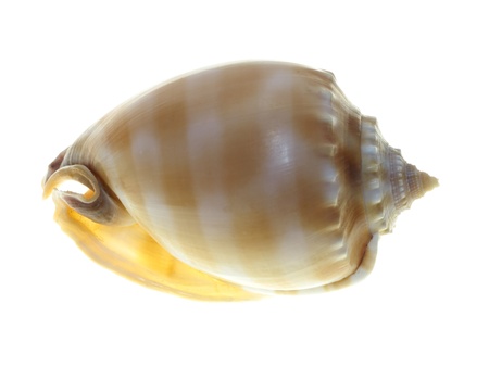 A conch shell viewed from the top and isolated on a white backgroundの写真素材