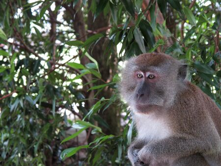 A Long-tailed macaque (Macaca fascicularis) sitting down and looking dazed.の写真素材