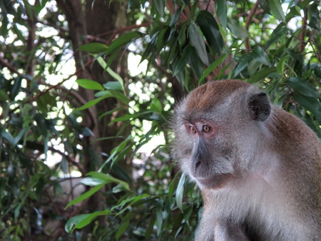 A Long-tailed macaque (Macaca fascicularis) sitting down and looking out.の写真素材