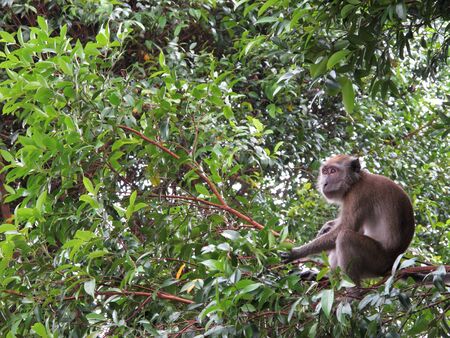 A Long-tailed macaque (Macaca fascicularis) on a branch while feeding.の写真素材