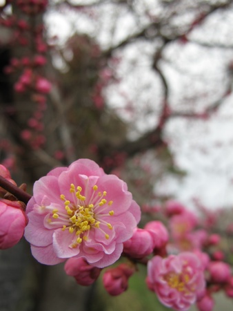 Pink cherry blossom blooming in springの写真素材