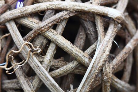 Dried vine intertwined togetherの写真素材