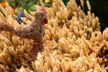 Straw chicken with bales of wheatの写真素材