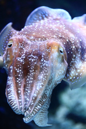 Landscape view closeup of a cuttlefish