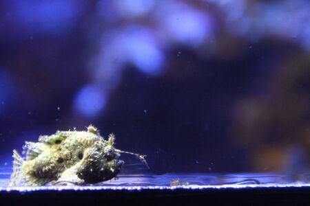 Juvenile frogfish with lure extendedの写真素材