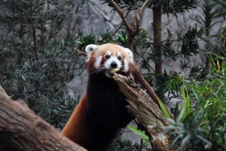 Red Panda (Ailurus fulgens) eating a slice of appleの写真素材