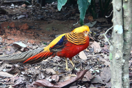 Golden Pheasant (Chrysolophus pictus) from the side