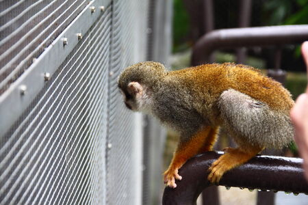 Common Squirrel Monkey (Saimiri sciureus) looking outside of its cage