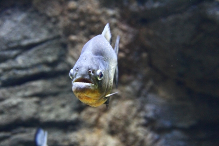 Closeup view of a Red-Bellied Piranha (Pygocentrus nattered)