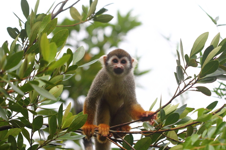 Common Squirrel Monkey (Saimiri sciureus) on a branch looking at the camera