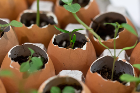 Array of eggshells used as pots in a move to be environmentally friendlyの写真素材