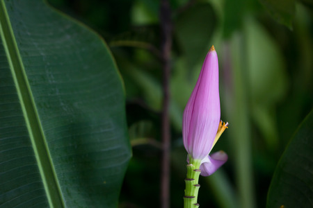 Closeup of a banana flower bud that has not blossomedの写真素材