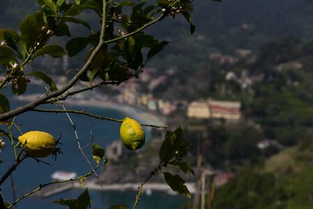 Famous lemon trees of Cinque Terre overlooking the town of Monterosso