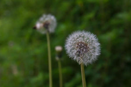 Dandelion seed heads on green backgroundの写真素材