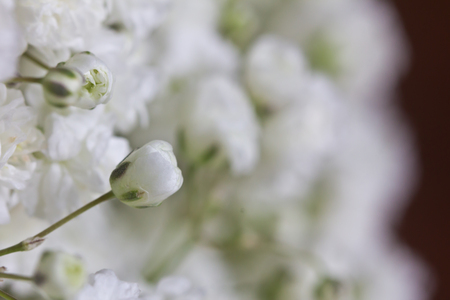 Closeup of a single Baby's breath flowerの写真素材