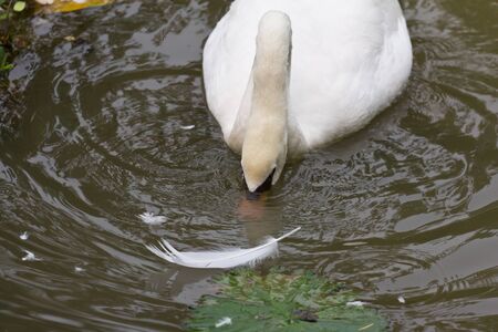 Swan foraging for food in a pondの写真素材