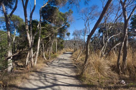 Walking path in the outback bush of Australia in landscape