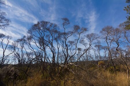 The Australian outback with blue skies in summer