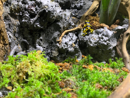 Yellow poison dart frog on rock edge